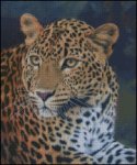 (image for) Leopard Stare